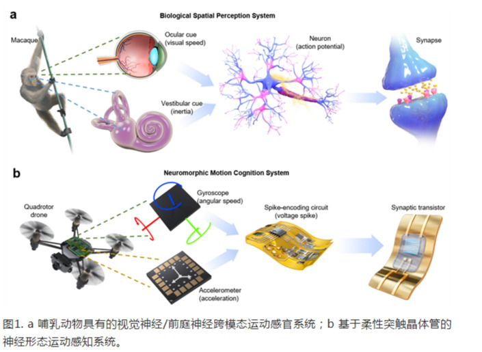 《自然通讯》刊登电光学院科研团队最近研究成果：利用人工突触器件实现大脑的感官功能